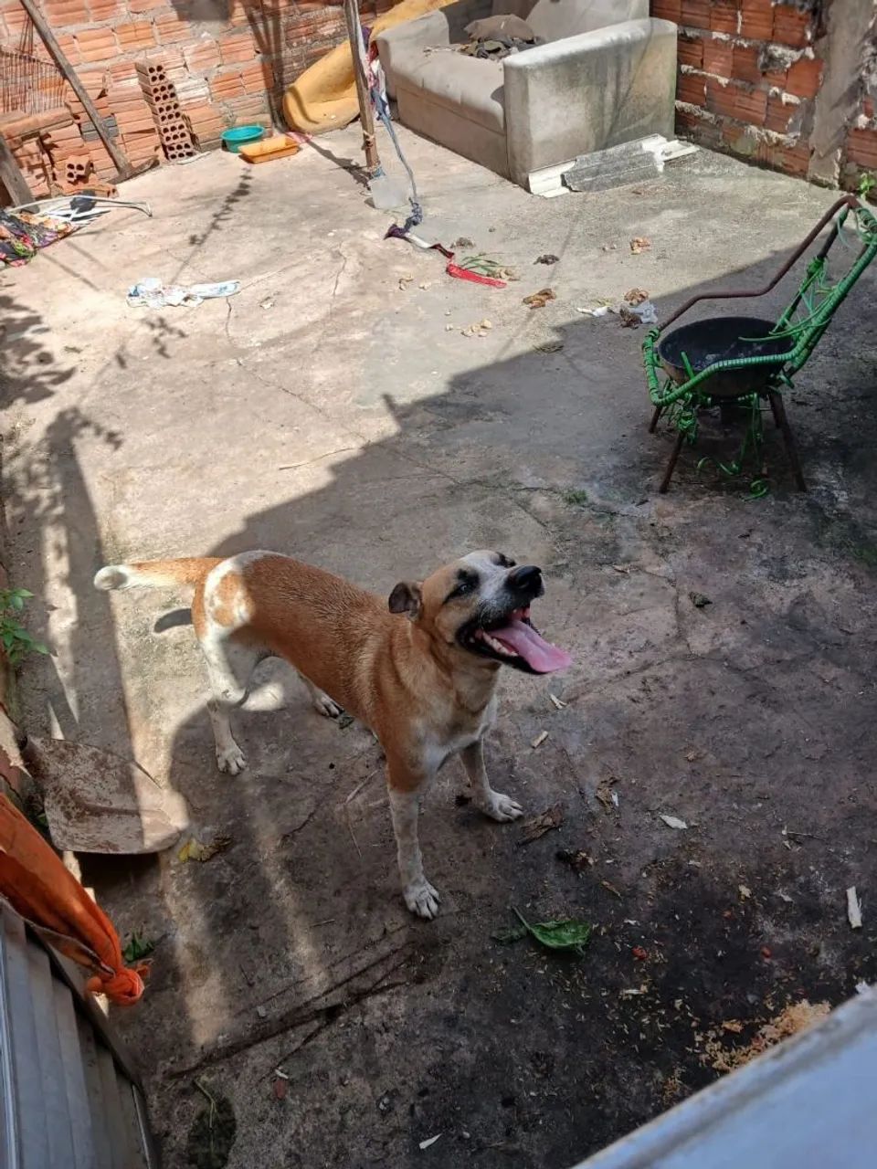 Cachorro  - Foto 2
