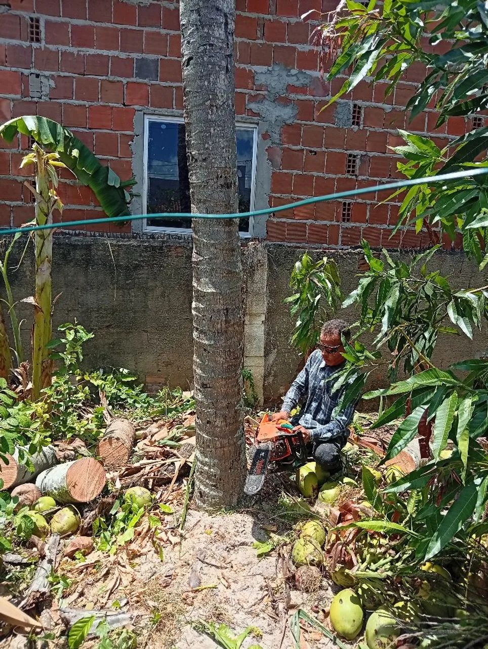Poda de árvore em geral  - Foto 5