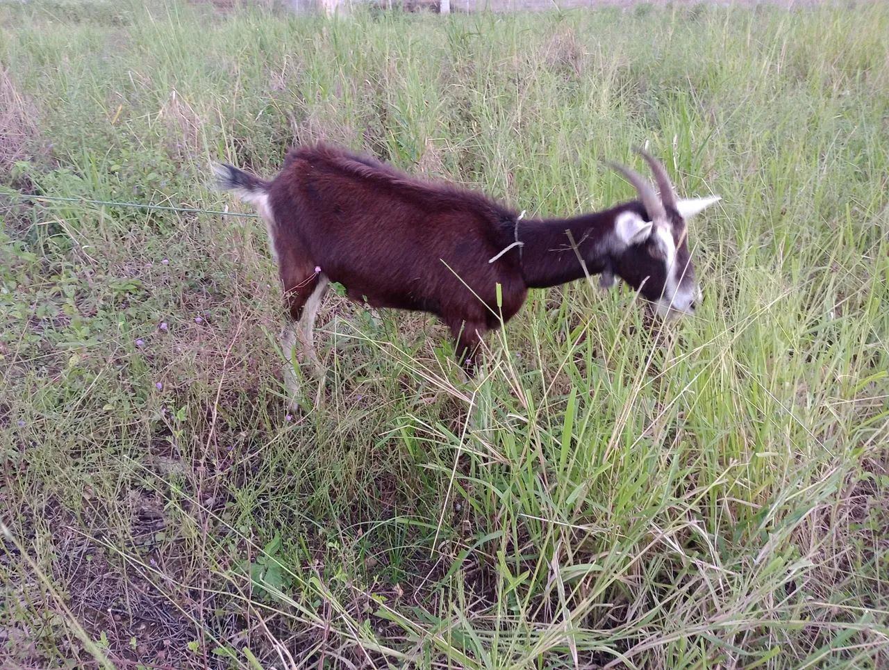 Lote de cabra - Foto 4