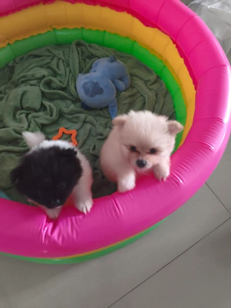 Animais  - Foto 2