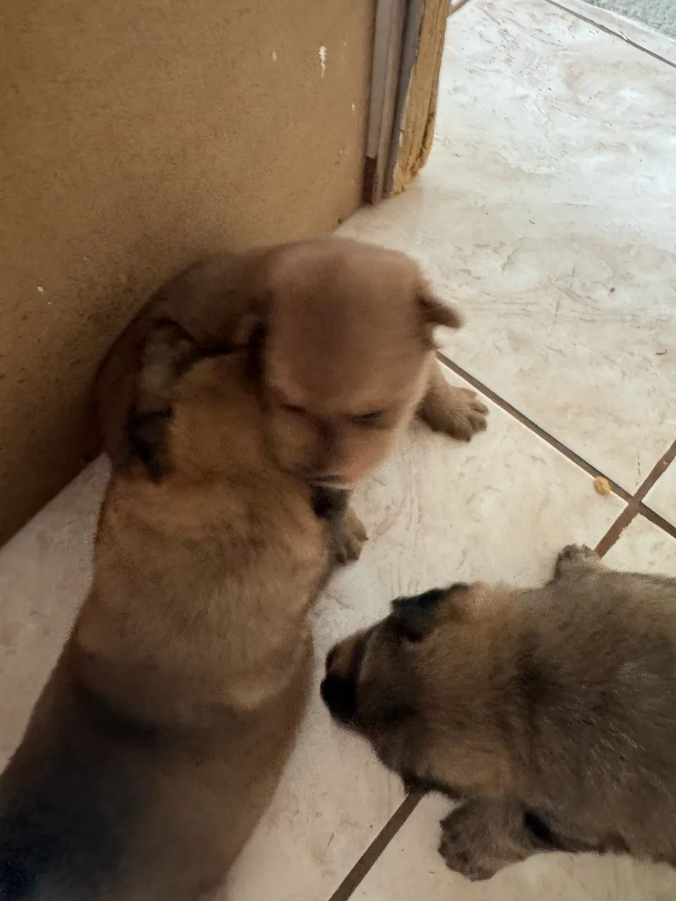 Filhotes de chow chow - Foto 2