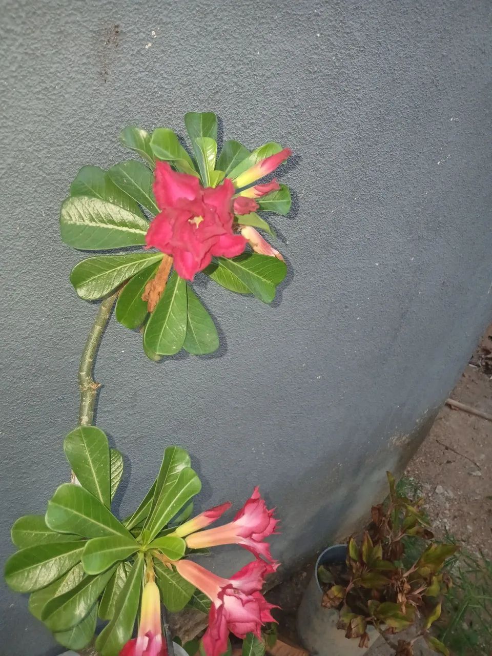 Vende-se 4 rosas do deserto  - Foto 4
