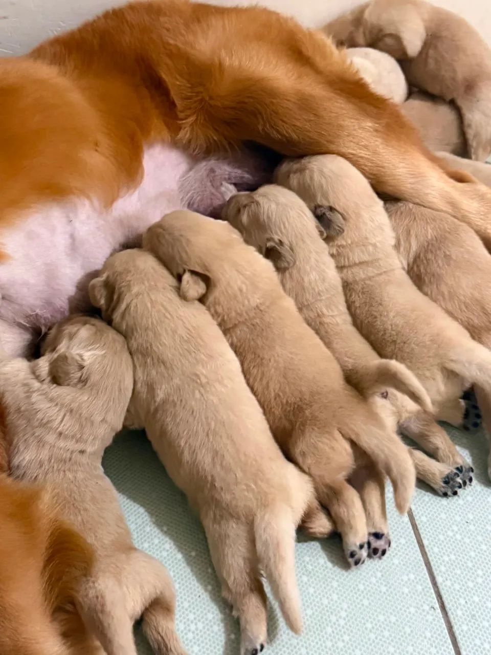 Golden Retriever  - Foto 4
