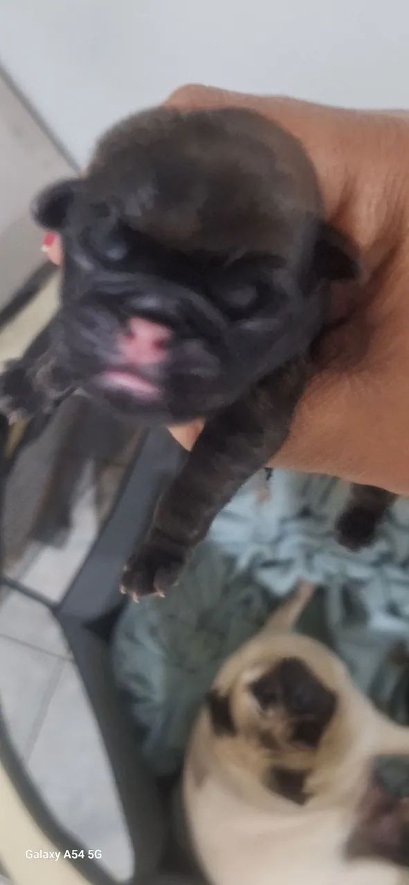 Filhotes pug