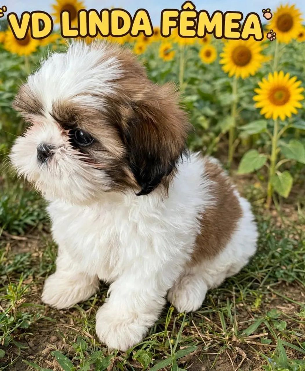 Femea de shih tzu legitima - Foto 3