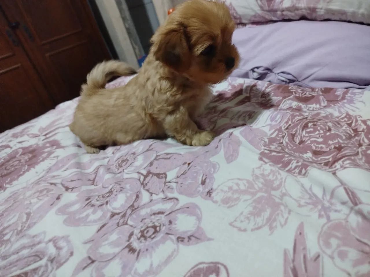 Última disponível  - Foto 5