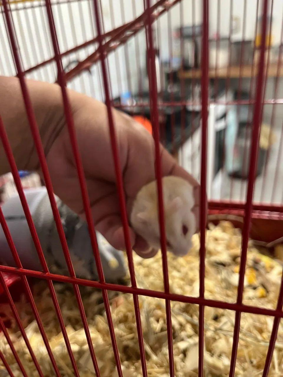 Animais - Foto 4
