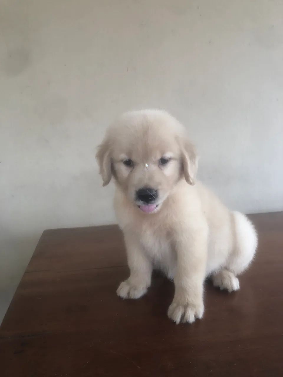 Golden retriever  - Foto 4