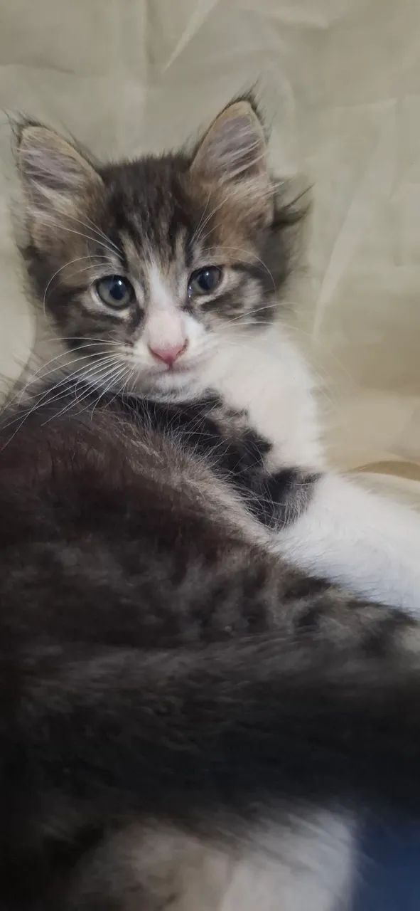 Doa-se filhote de gato