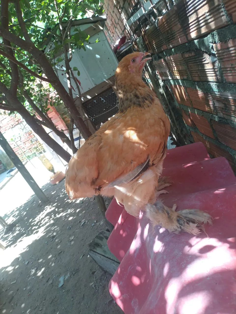 V/ este lindo casal de Brahma 