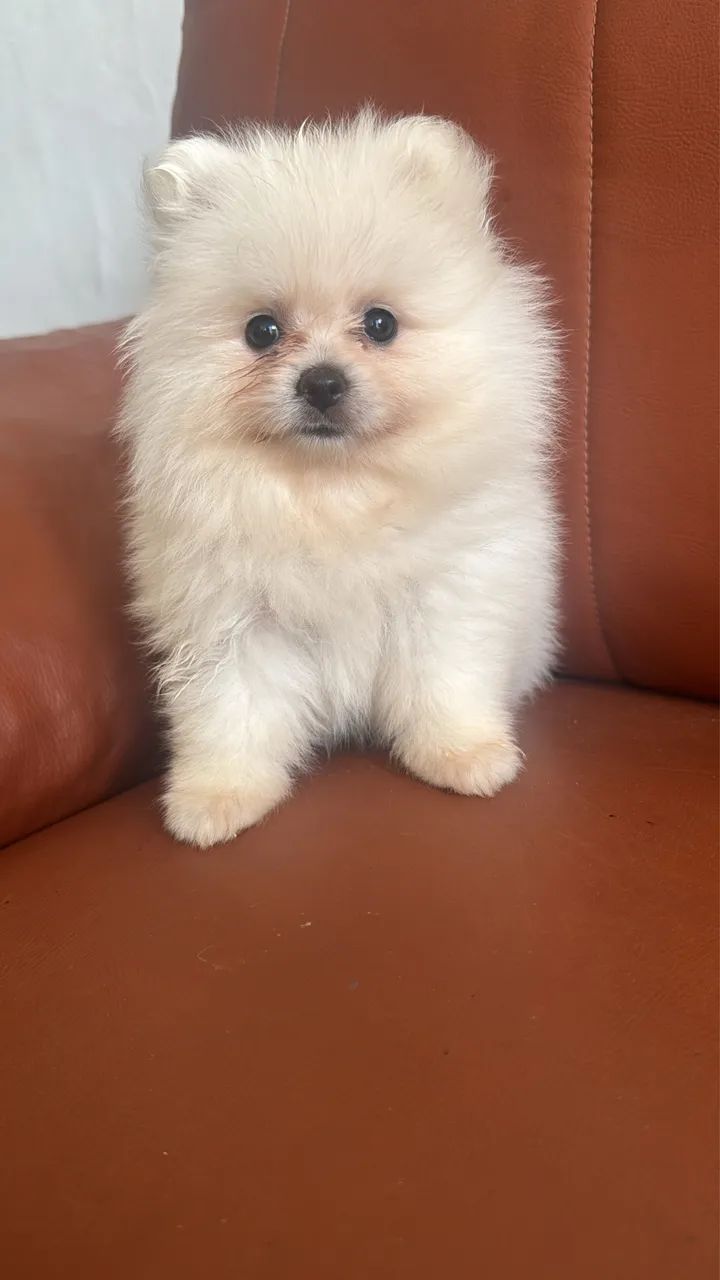 Vendo  - Foto 2