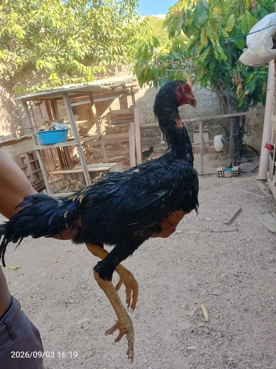 Frango Moura  - Foto 2