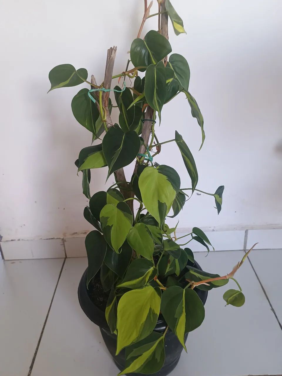 Filodendro brasileirinho  - Foto 3