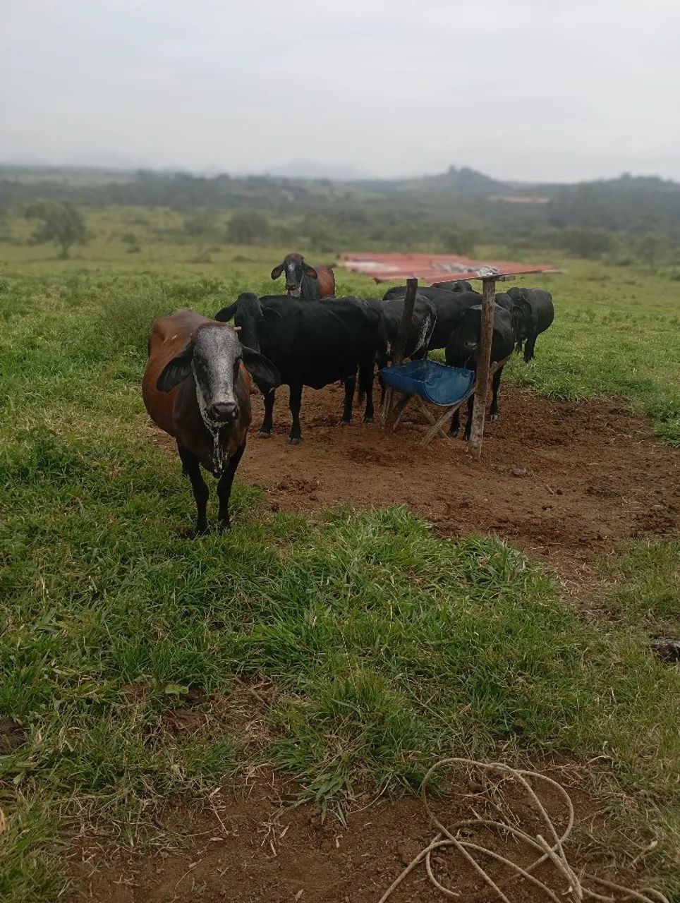 Vacas leiteiras 