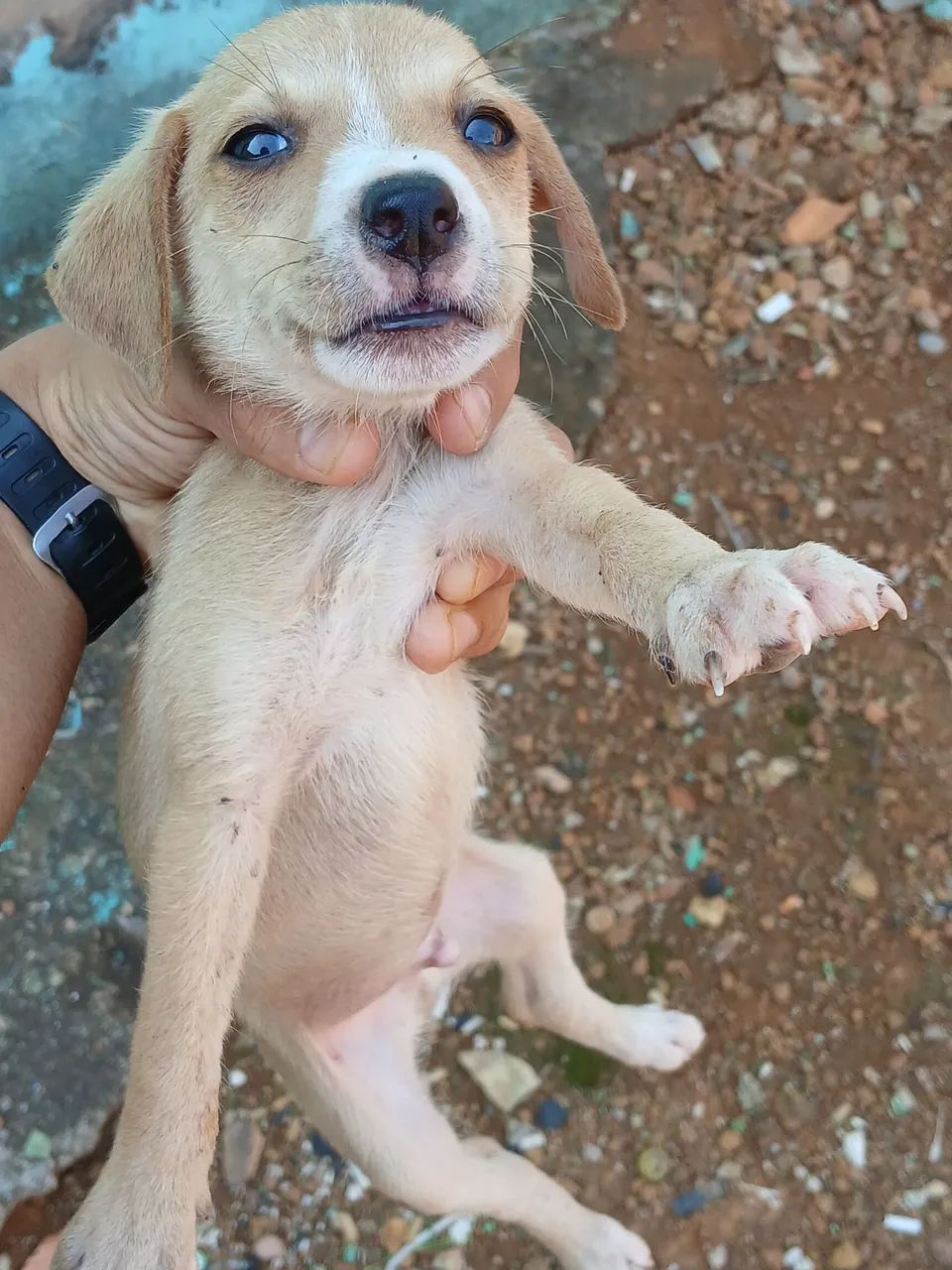 Doação de 4 filhotes de cachorro, sem Raça - Foto 4