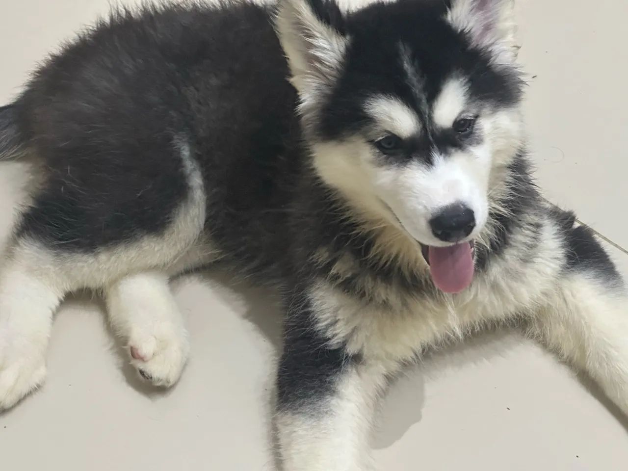 Husky  - Foto 4