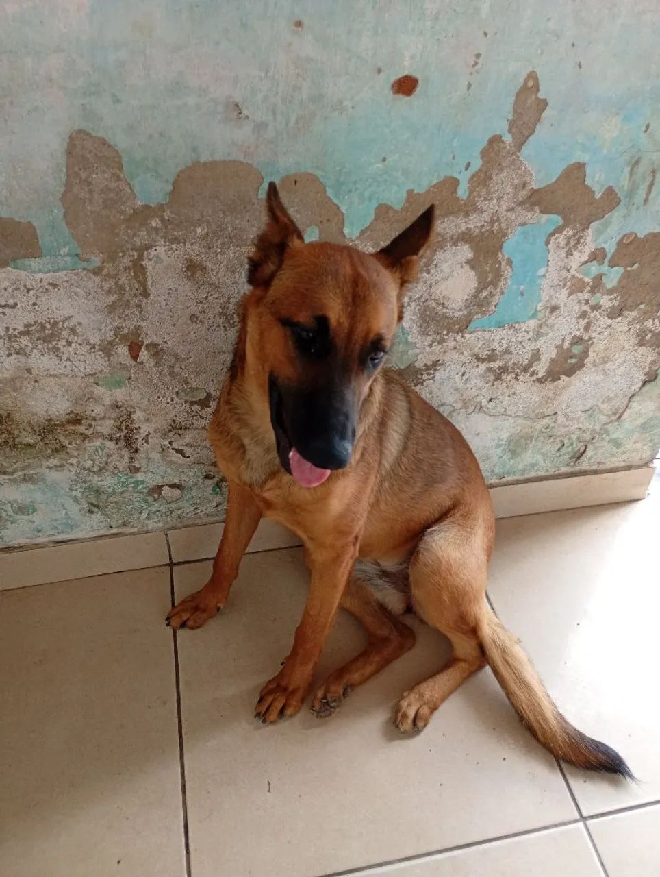 Cachorra da raça belga  - Foto 2