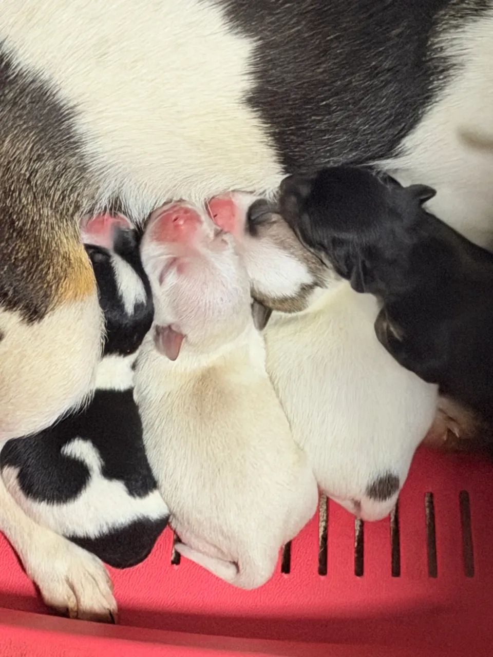 Chihuahua  - Foto 3