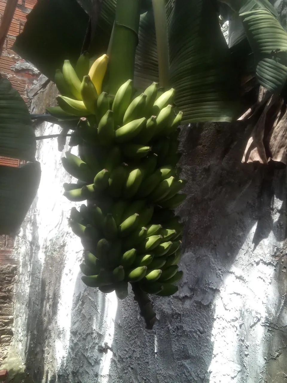 banana maçã - Foto 2