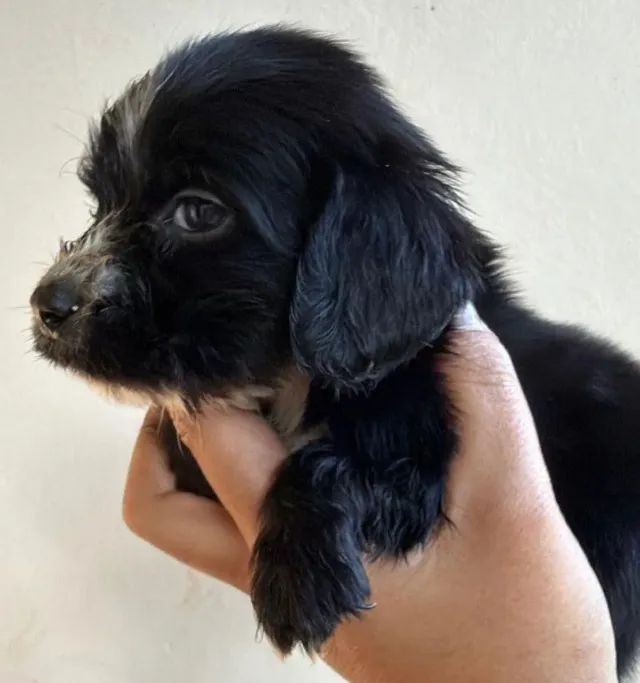 Cocker spaniel pretinho 