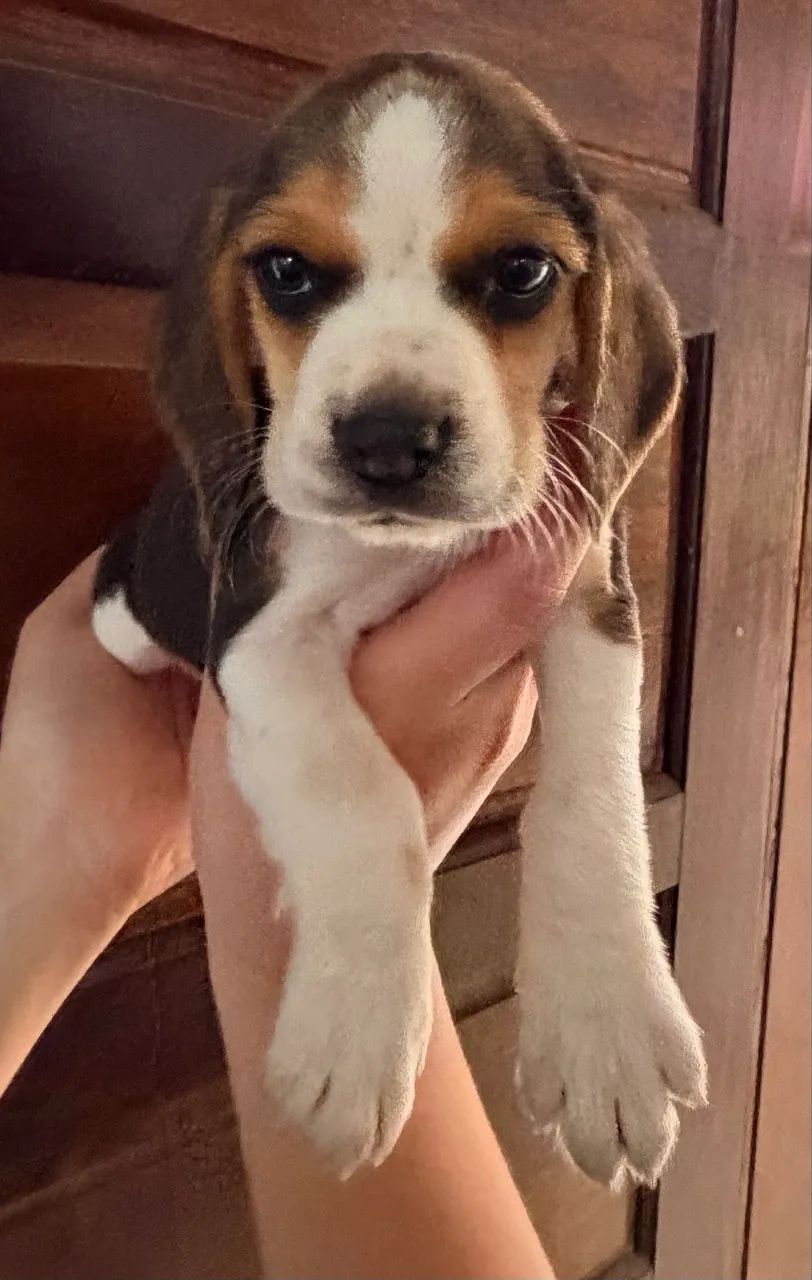 Beagle macho  - Foto 4