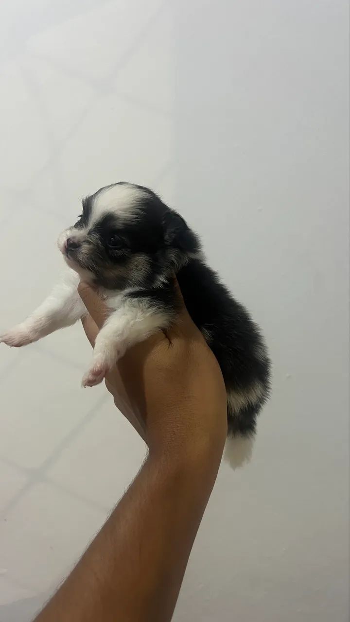 Spitz alemão  - Foto 3