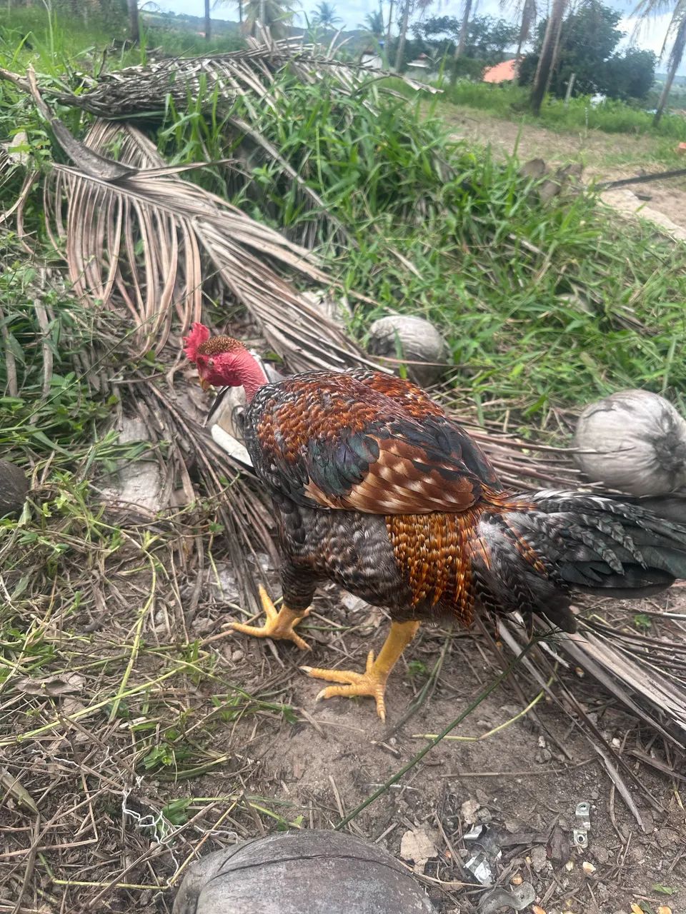 Frango  - Foto 2