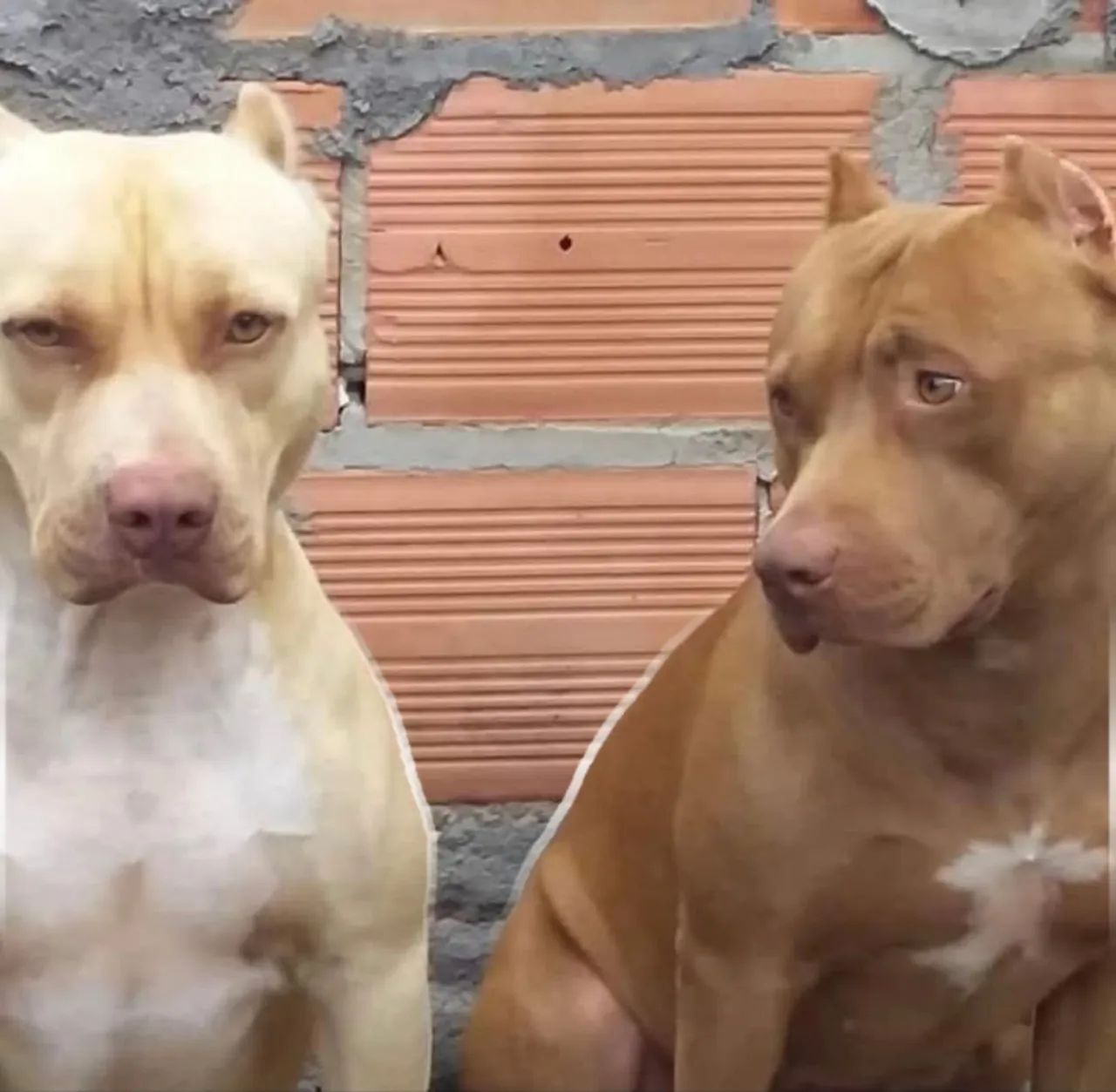 Venda de pitbull