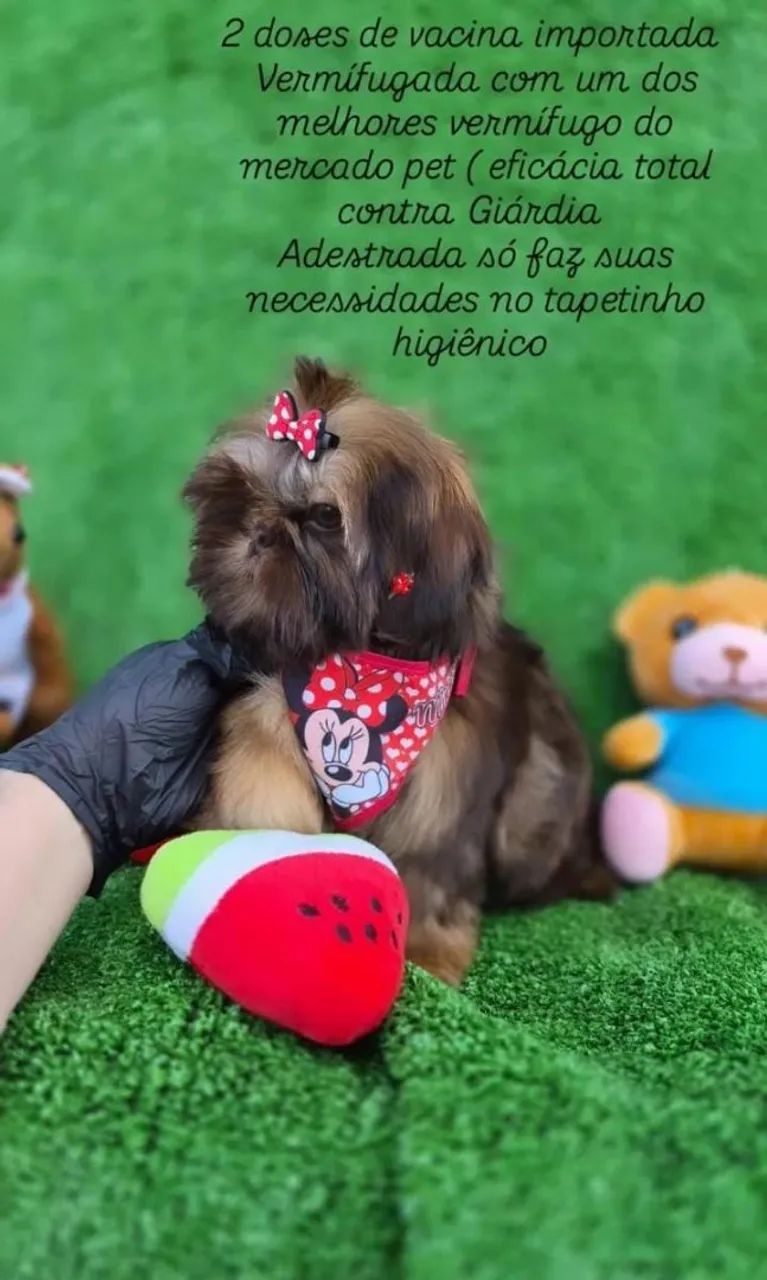 Shih-tzu mini - Foto 2