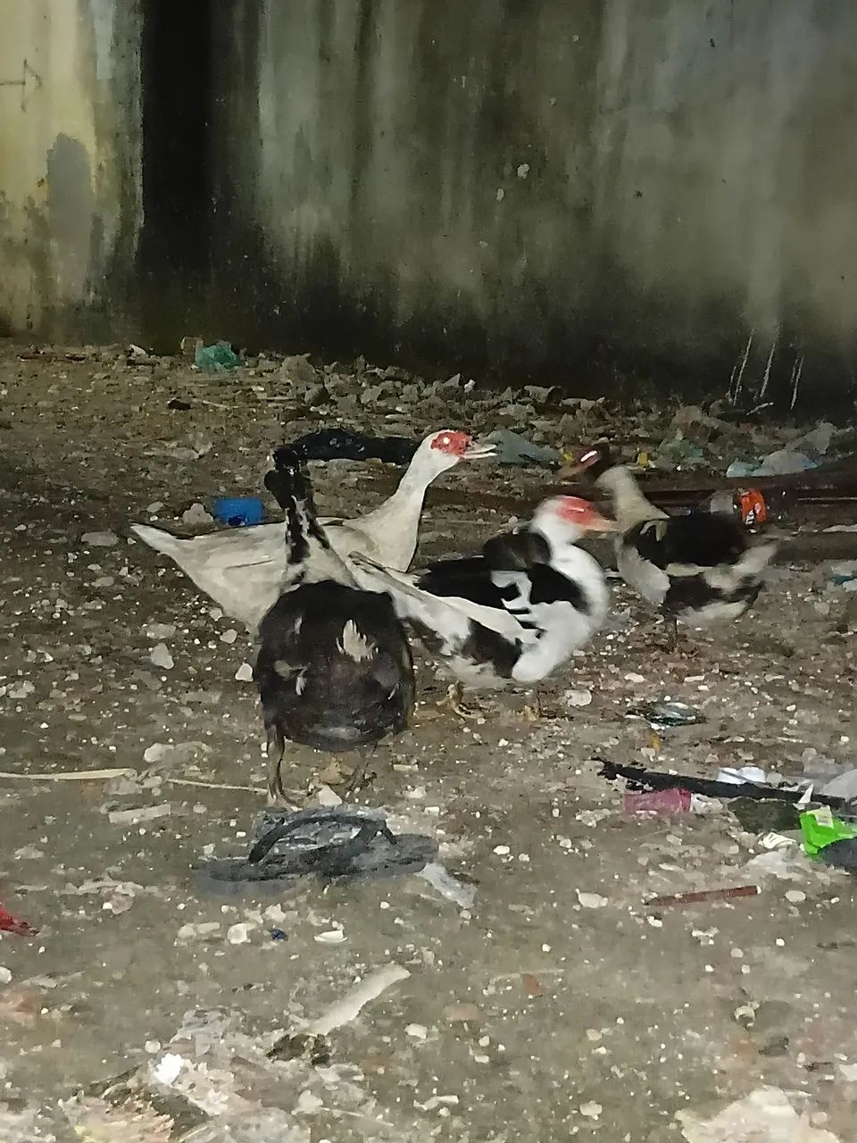 pato e patas grandes e saudáveis  - Foto 5
