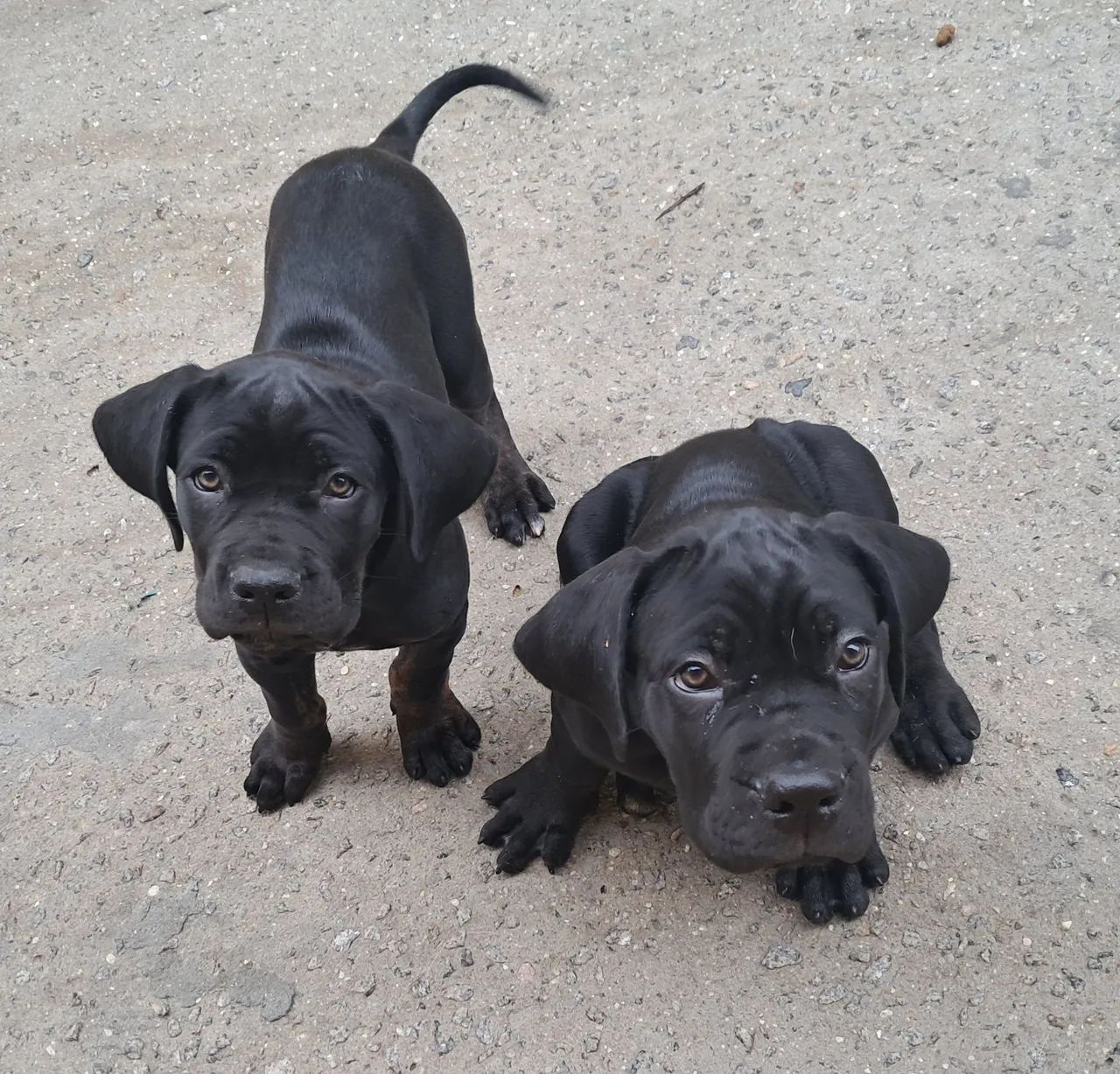Cane corso filhotes - Foto 5