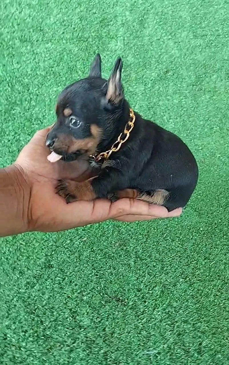 Pinscher vacinação importada macho - Foto 2