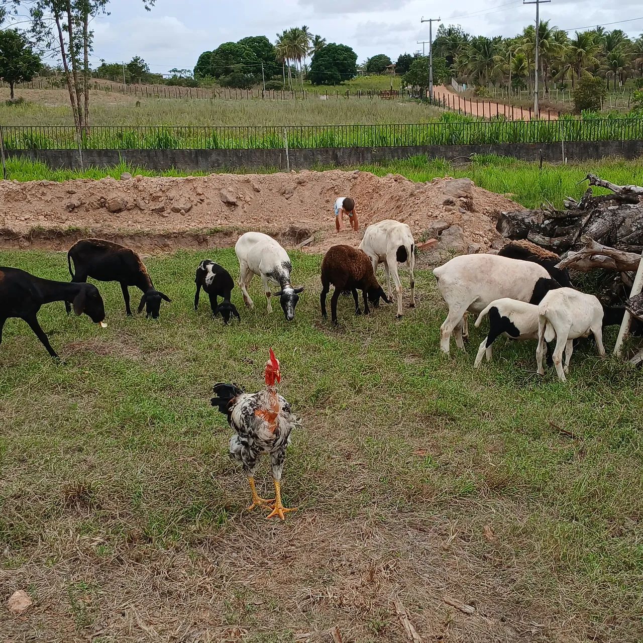 Vendo reprodutor doper e ovelhas. - Foto 4