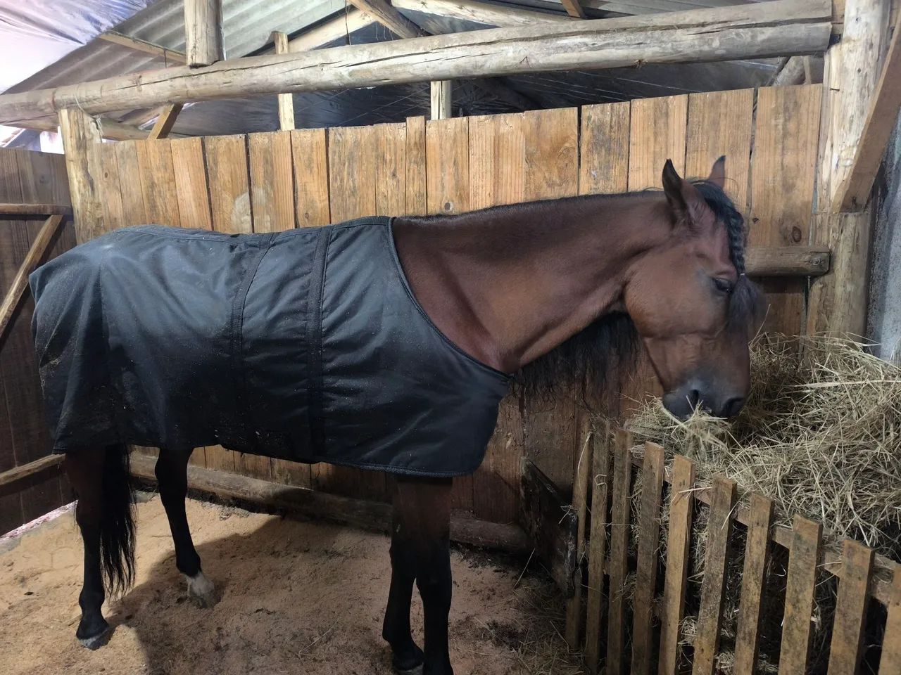 Cavalo Manga Larga Marchador  - Foto 2