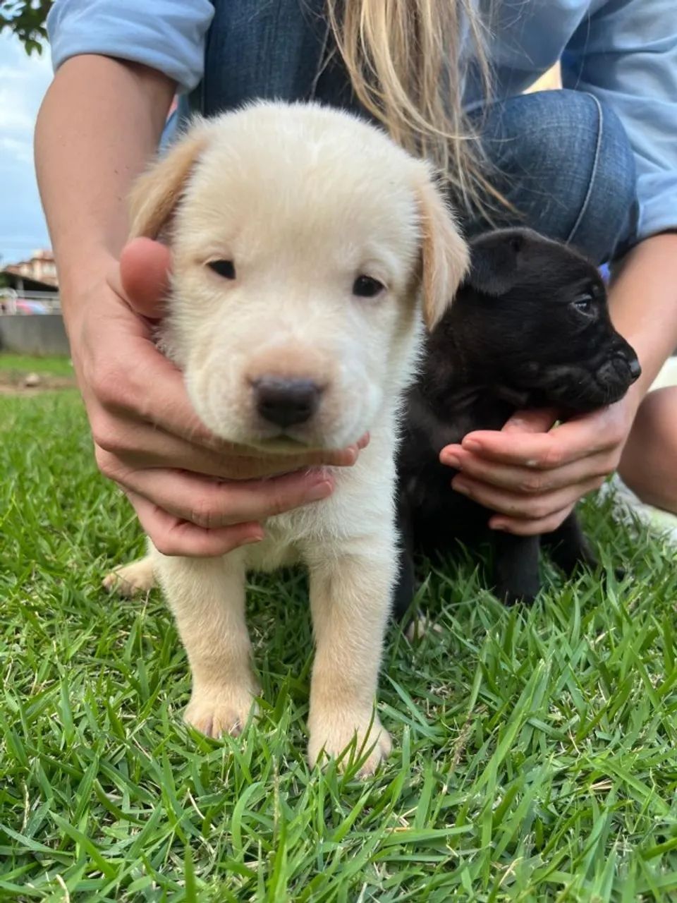cachorros - Foto 2