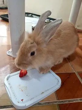 Coelho Mini Lion - Foto 3