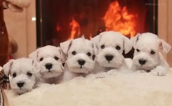 Schnauzer Machos e Femeas