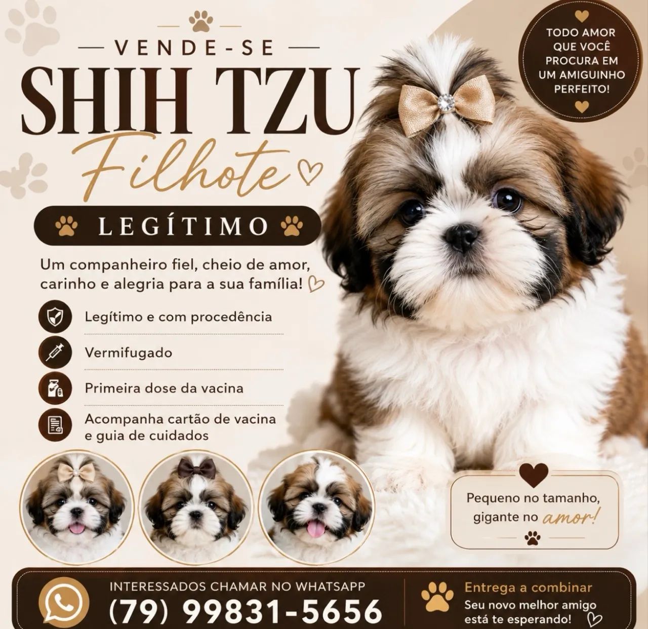 Filhotes de shihtzu - Foto 2