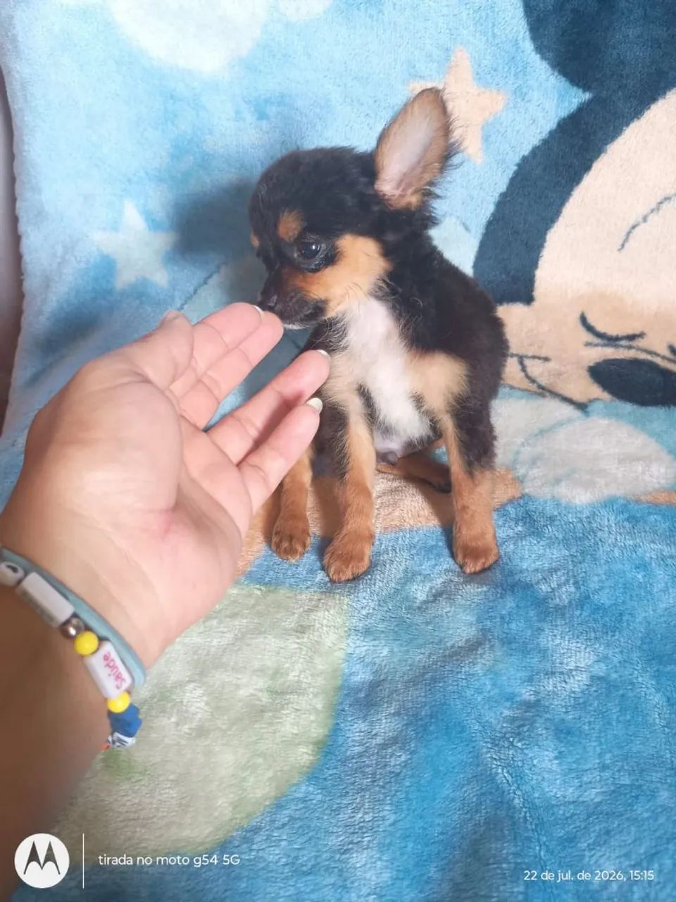 Chihuahua macho  - Foto 3