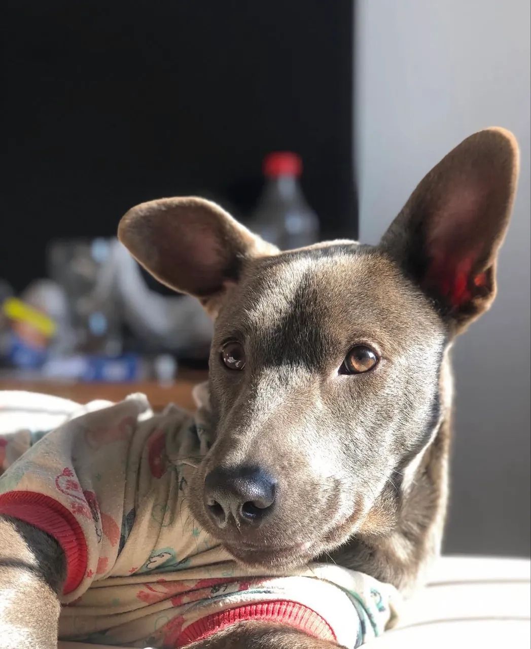 Doação de cachorro - Foto 2