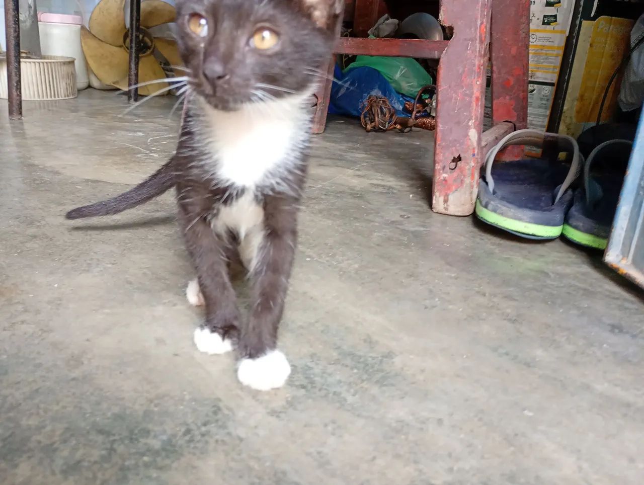 Gatinha para doação  - Foto 5