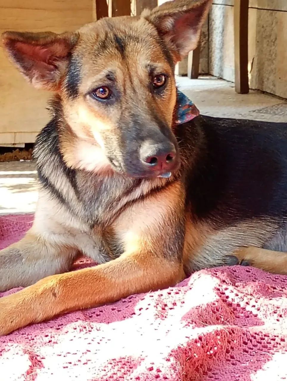 Animais de estimação - Foto 3