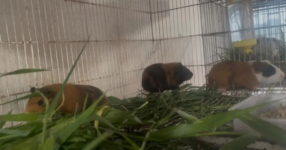 Machos porquinho  - Foto 2