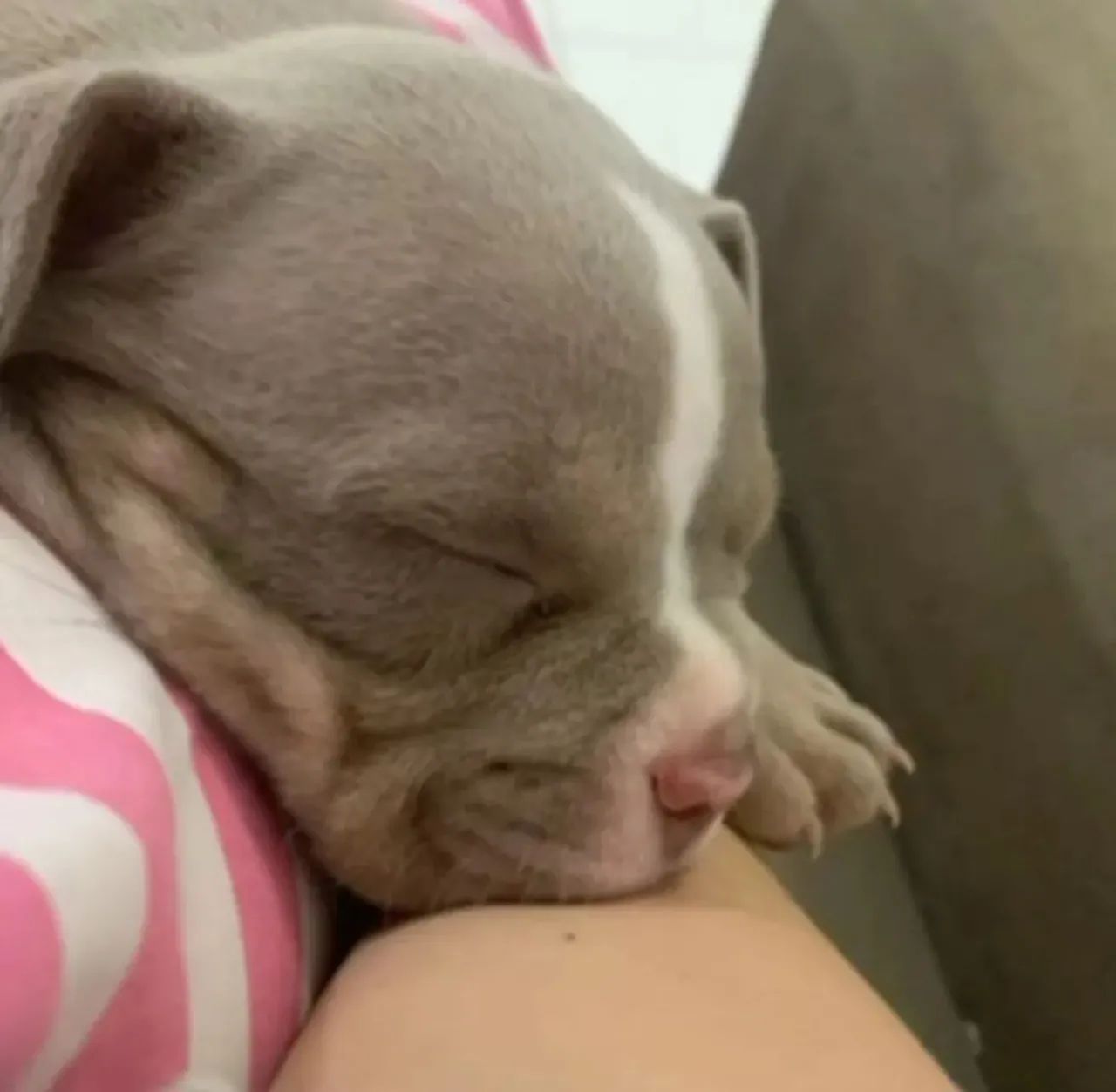 American bully micro filhote  - Foto 2