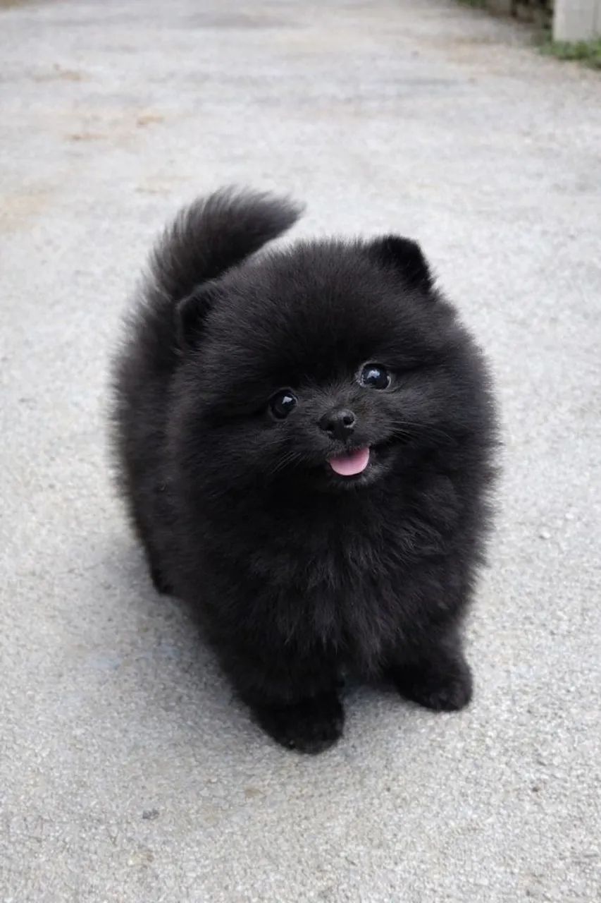 Filhotes de Spitz Alemão anão (Lulu da Pomerânia) - venda permanente - Foto 3