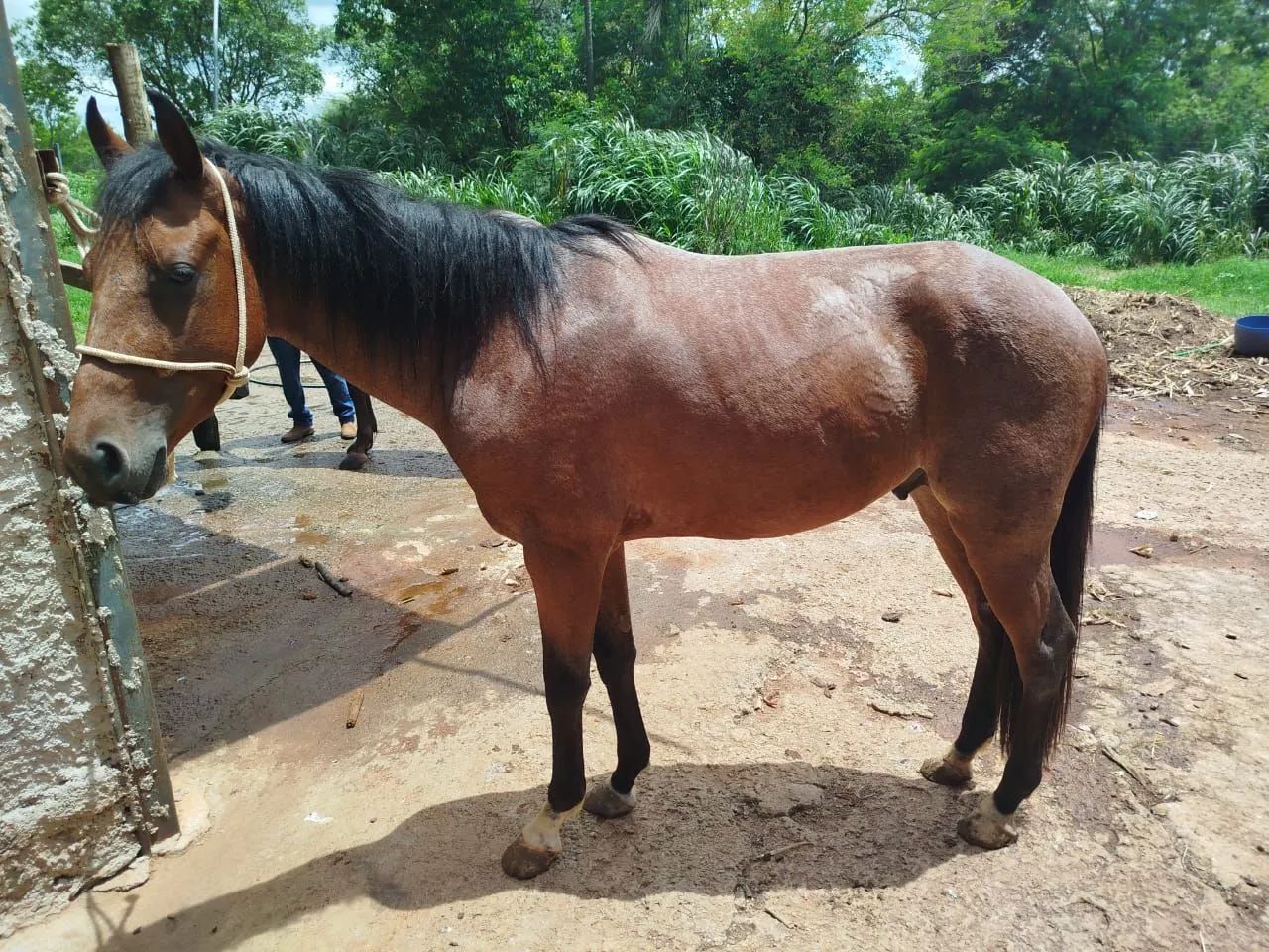 Cavalo QM registrado - Foto 5
