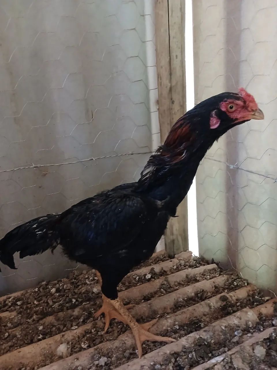Frango - Foto 5