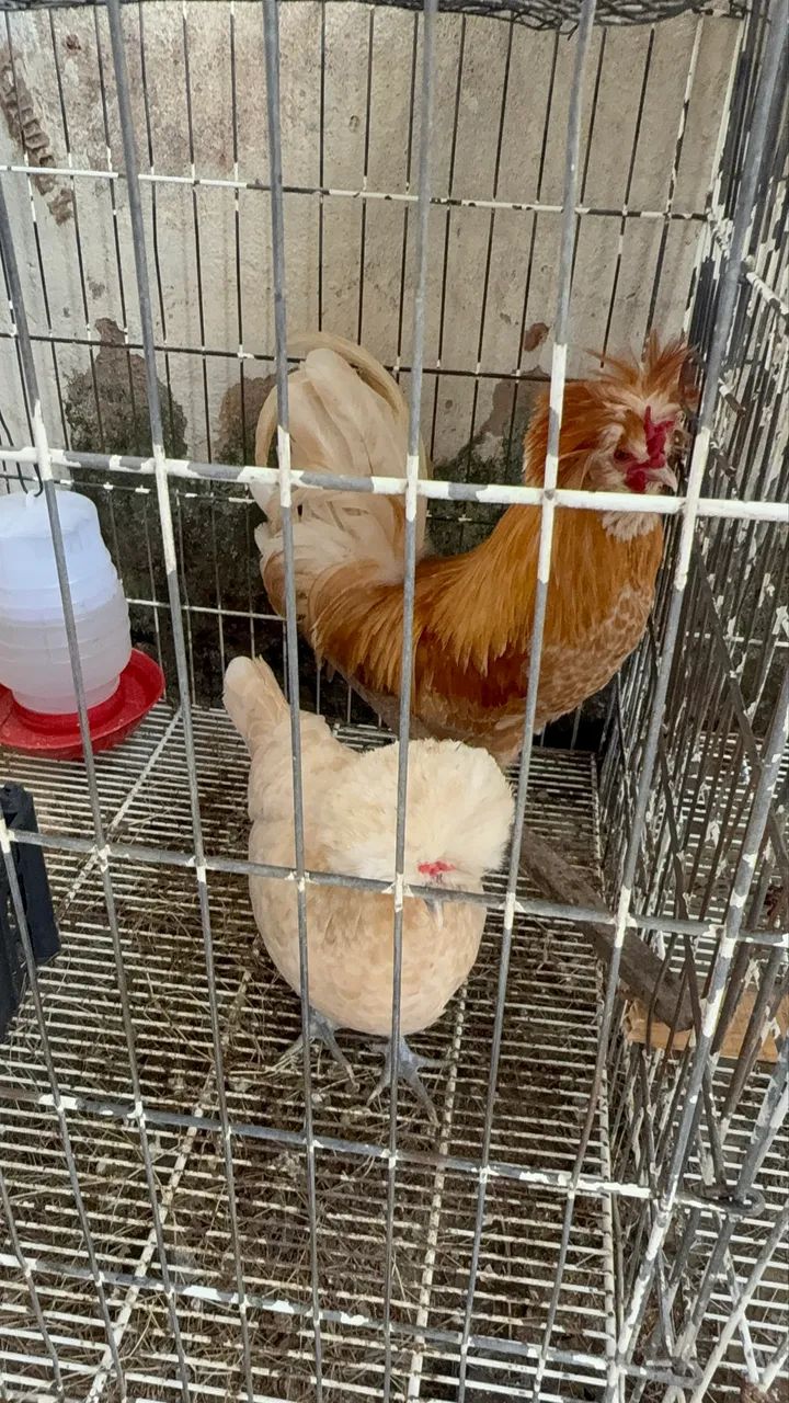 Vendo galinhas de raças, Galinhas d?angola, gansos, marrecos pavões e outras aves  - Foto 6