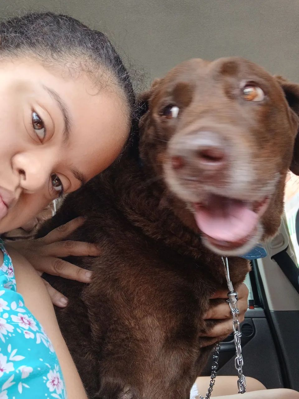 Procura se doação  de filhote  de labrador  chocolate para crianca especial