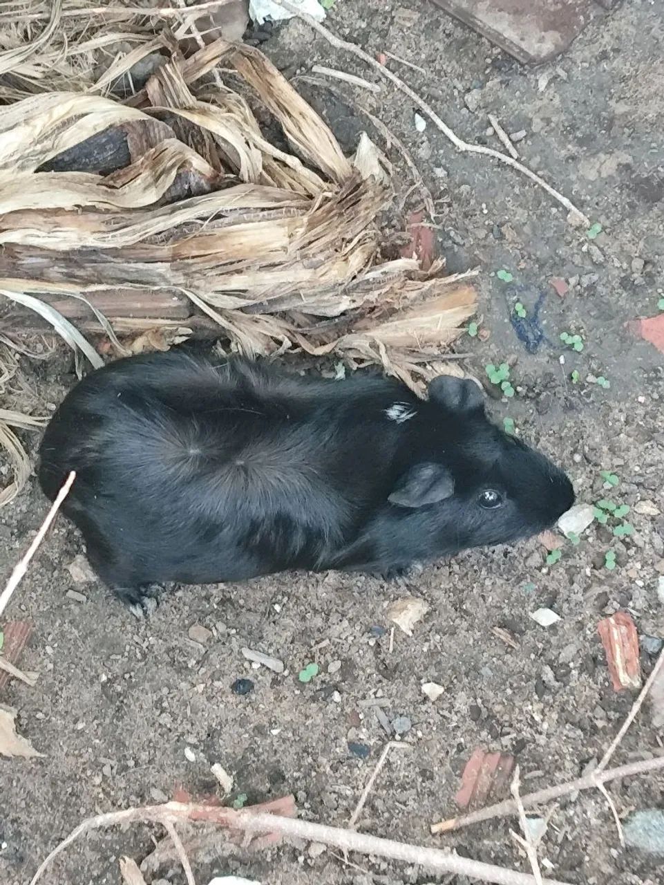 Porquinhos da Índia - Foto 3
